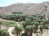 Palm Springs 2007
